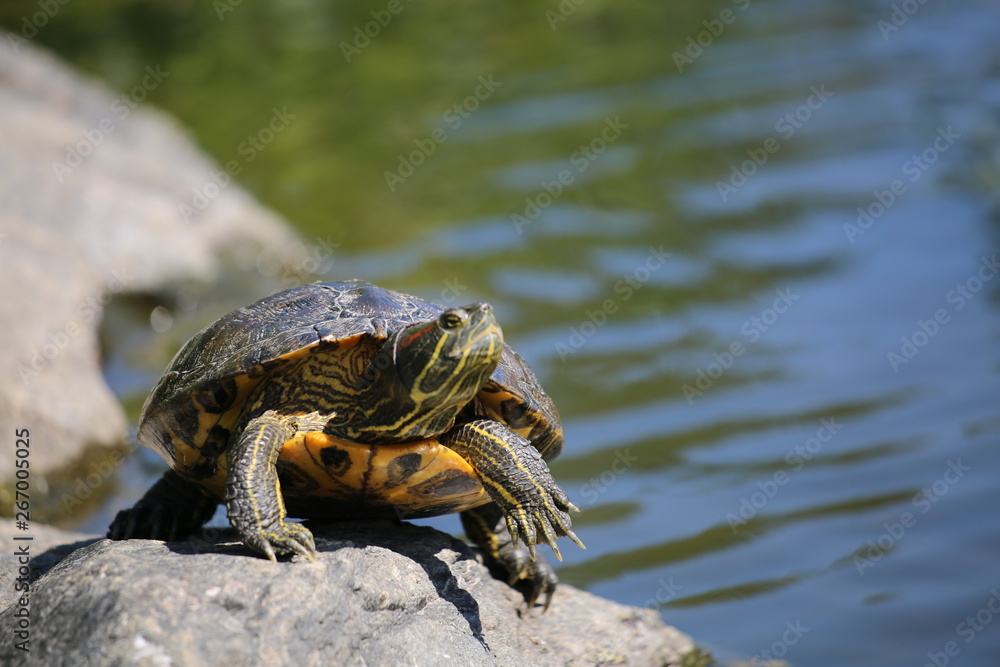 turtle sunning himself