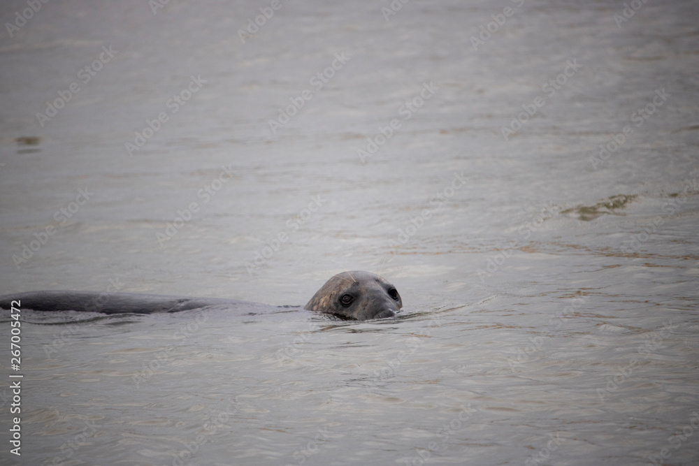 Fototapeta premium Seals in water at Newburgh Beach