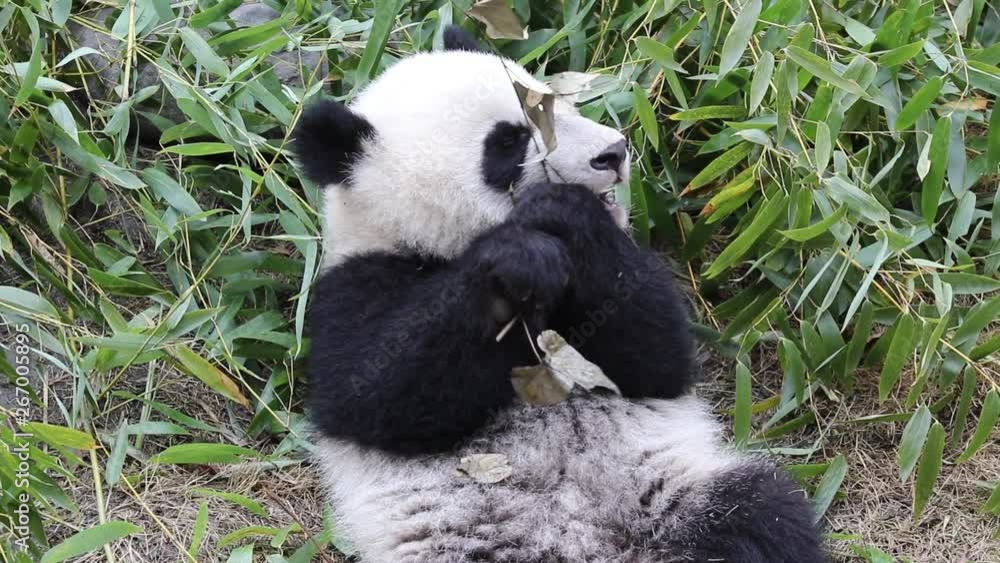 Cute Little Panda Cub is Learning to Eat Bamboo, Wolong Giant Panda Nature Reserve, China Cute Little Panda Cub is Learning to Eat Bamboo, Wolong Giant Panda Nature Reserve, China