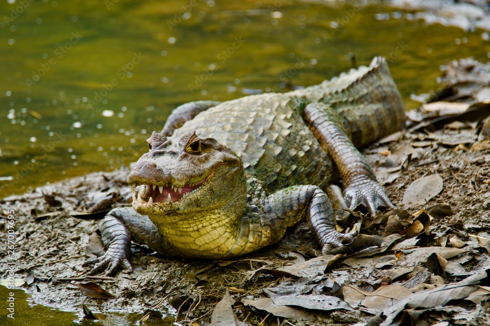 Fototapeta premium Crocodile 