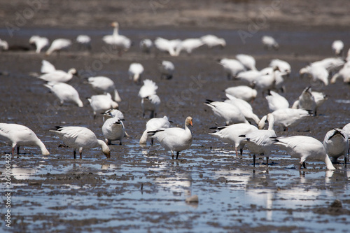 A white-morph goose standing staring among other greater snow geese rooting in the muddy south shore of the St. Lawrence River during the spring migration, Montmagny, Quebec, Canada