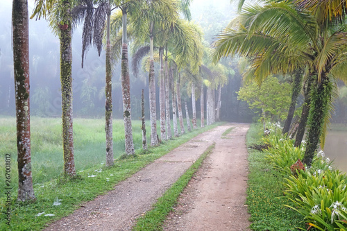 Walking path with Palm trees in tropical garden. Landscape with Fox-tail palm trees and coconut trees.