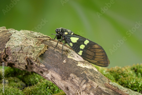 Cicada : Green and blue color butterfly-wings cicada (Gaeana cheni) is a cicada species from China and Southeast Asia (Thailand, Myanmar) Butterfly cicadas with broad multicolor wings. © Cheattha