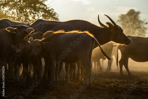 Blurred wallpaper (buffalo flocks) that live together, many of which are walking for food, natural beauty, are animals that are used to farm for agriculture, rice farming. © bangprik