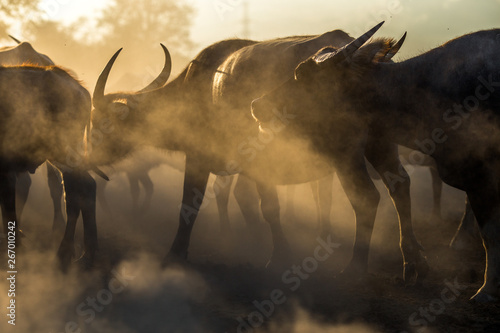 Blurred wallpaper  buffalo flocks  that live together  many of which are walking for food  natural beauty  are animals that are used to farm for agriculture  rice farming.