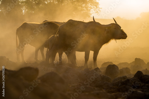 Blurred wallpaper (buffalo flocks) that live together, many of which are walking for food, natural beauty, are animals that are used to farm for agriculture, rice farming.