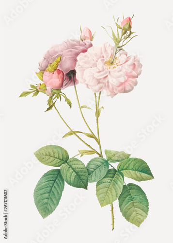 Fototapeta Naklejka Na Ścianę i Meble -  Pink damask rose