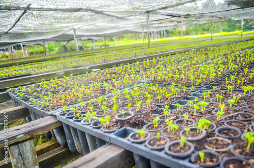 seeds of fast growing tree species in the nursery of forest concession company in  Indonesia. industrial and environmental background photo