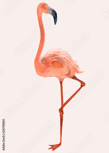 Hand drawn pink flamingo