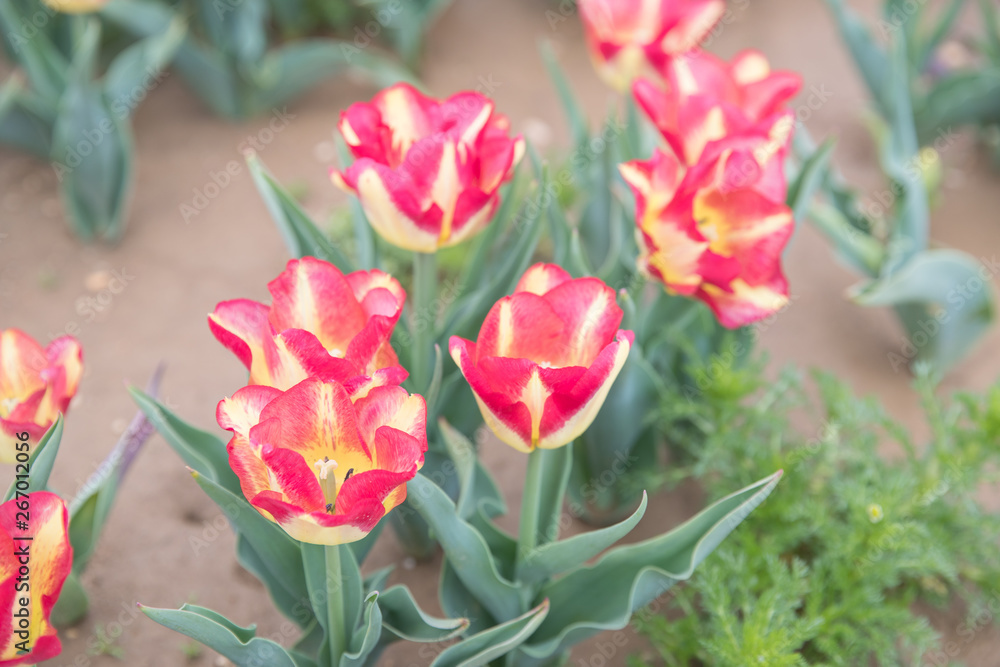 Flower beds with colorful tulips - Image Flower beds with colorful tulips - Image