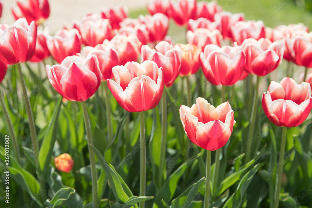 Flower beds with colorful tulips - Image Flower beds with colorful tulips - Image