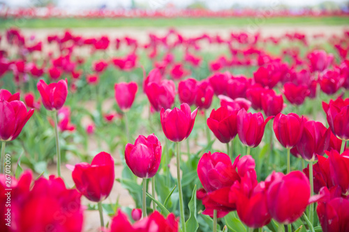 Flower beds with colorful tulips - Image
