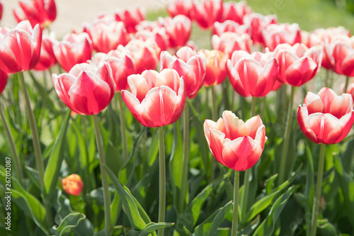 Flower beds with colorful tulips - Image