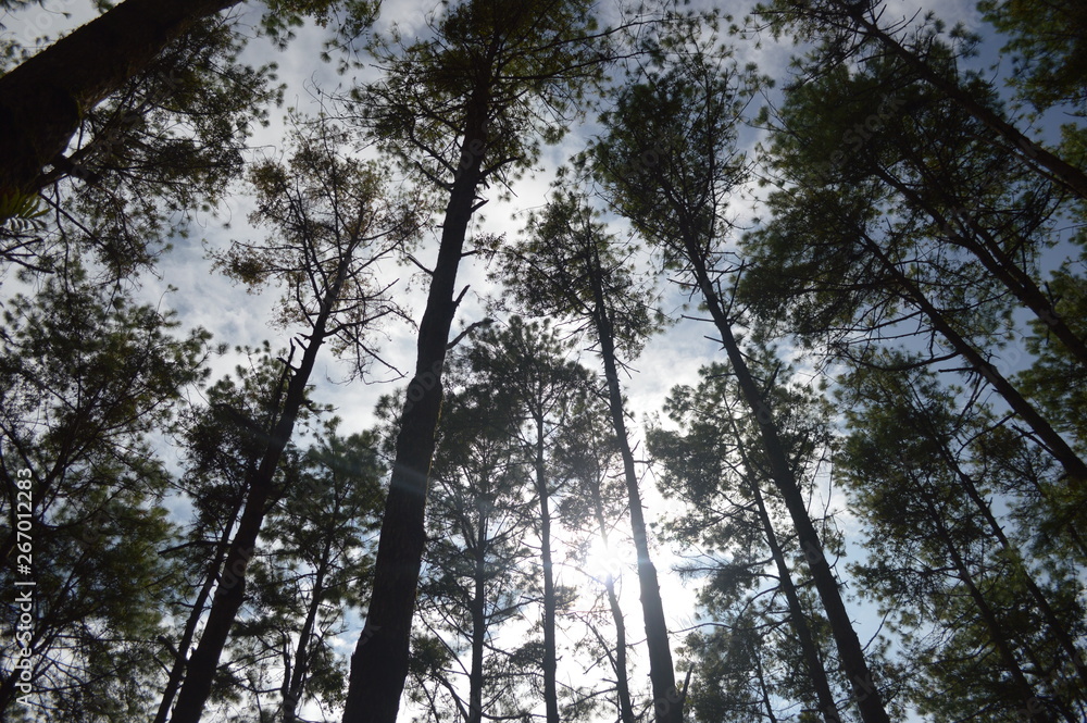 Fototapeta premium trees in the forest