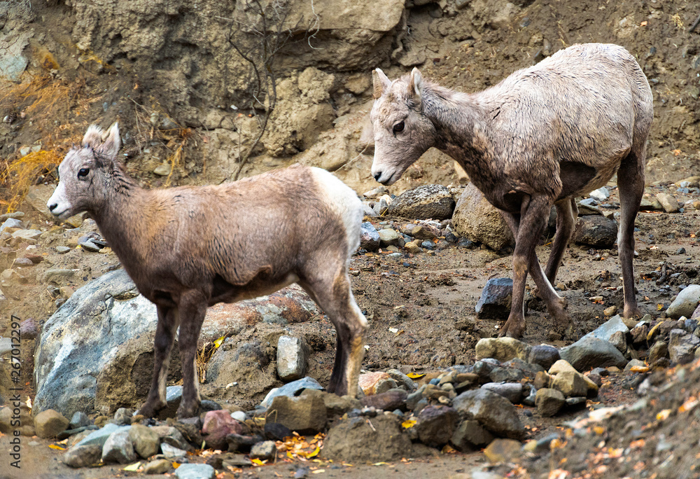 Obraz premium Young Big Horn sheep