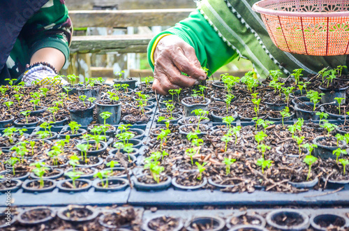 seeds of fast growing tree species in the nursery of forest concession company in  Indonesia. industrial and environmental background photo