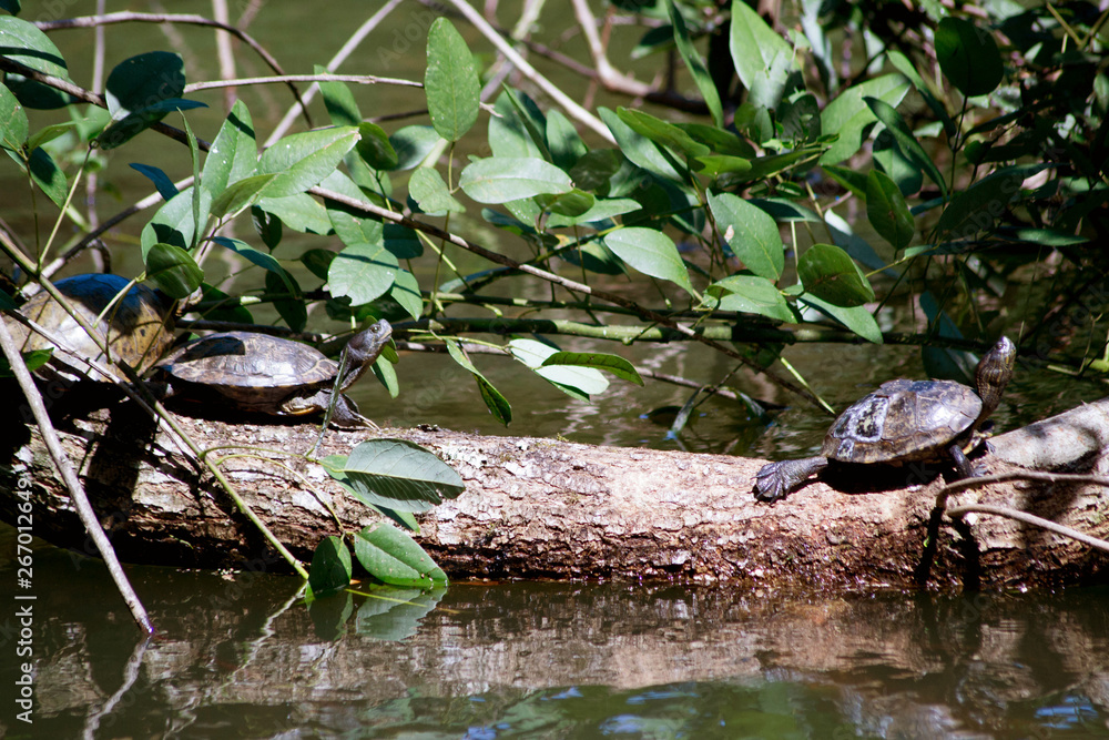 Fototapeta premium two turtles basking in the sun