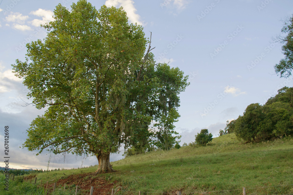 Fototapeta premium tree in a field