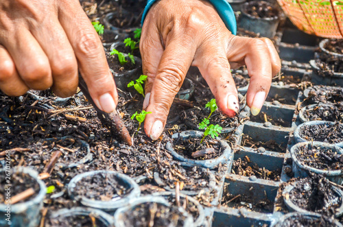 seeds of fast growing tree species in the nursery of forest concession company in  Indonesia. industrial and environmental background photo