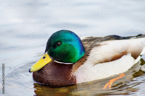 Drake with green feathers, close-up on water background