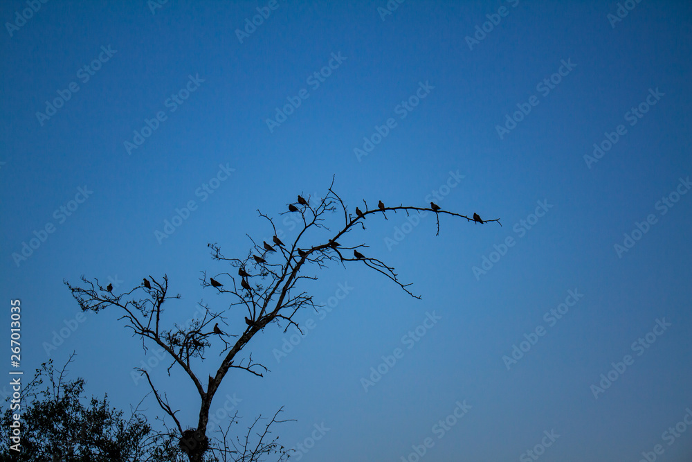 Branches of a dry tree with some birds on its branches. Branches of a dry tree with some birds on its branches.