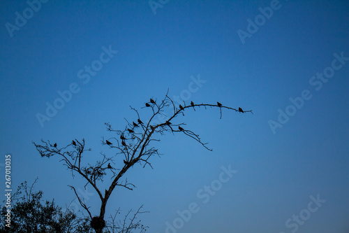 Branches of a dry tree with some birds on its branches.