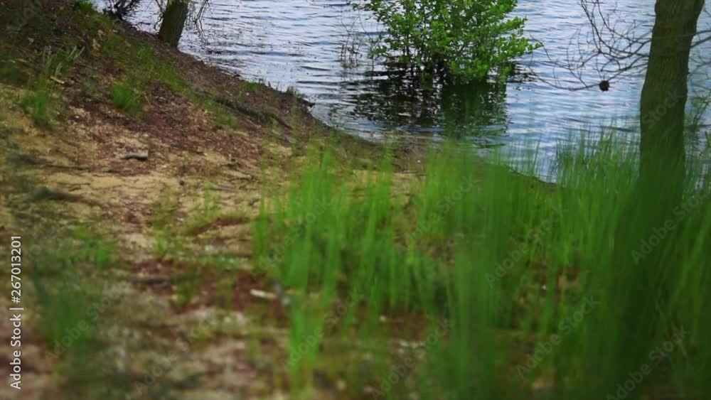 View of some scattered plants on the shore of a lake. View of some scattered plants on the shore of a lake.