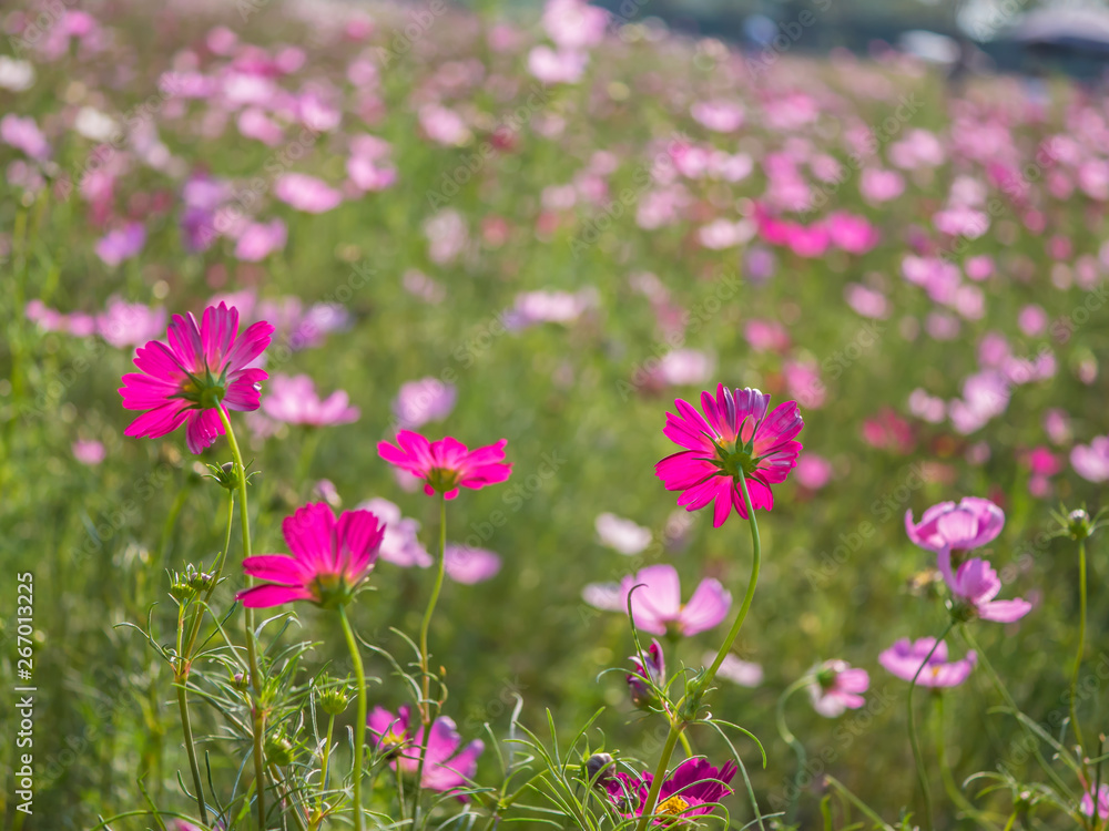 Cosmos flower in rural field, natural landscape Cosmos flower in rural field, natural landscape