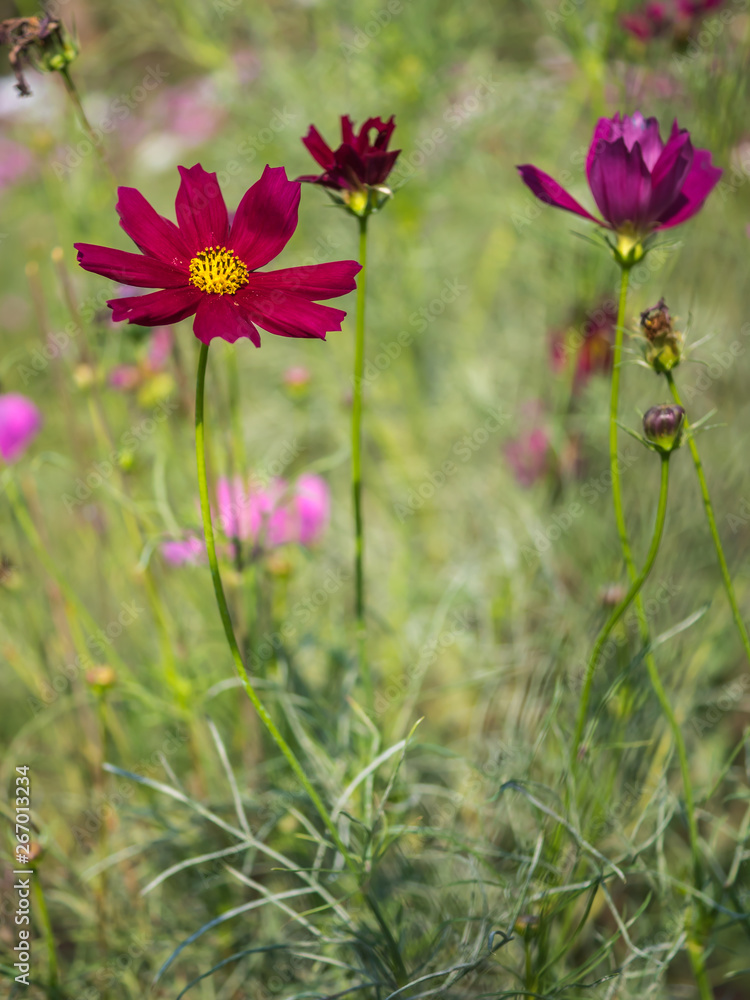 Cosmos flower in rural field, natural landscape Cosmos flower in rural field, natural landscape