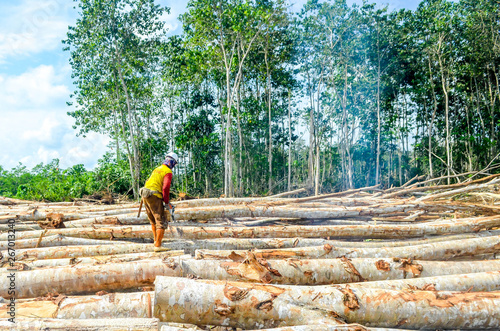 male worker cut the timber using chainsaw in forest concession company