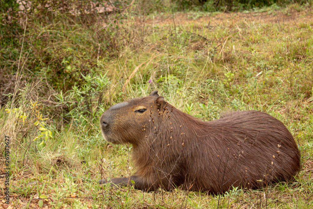 Largest rodent in the world called Carpincho in its habitat. Largest rodent in the world called Carpincho in its habitat.