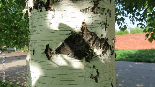 ants on a white birch trunk