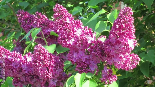 purple flowers in the garden