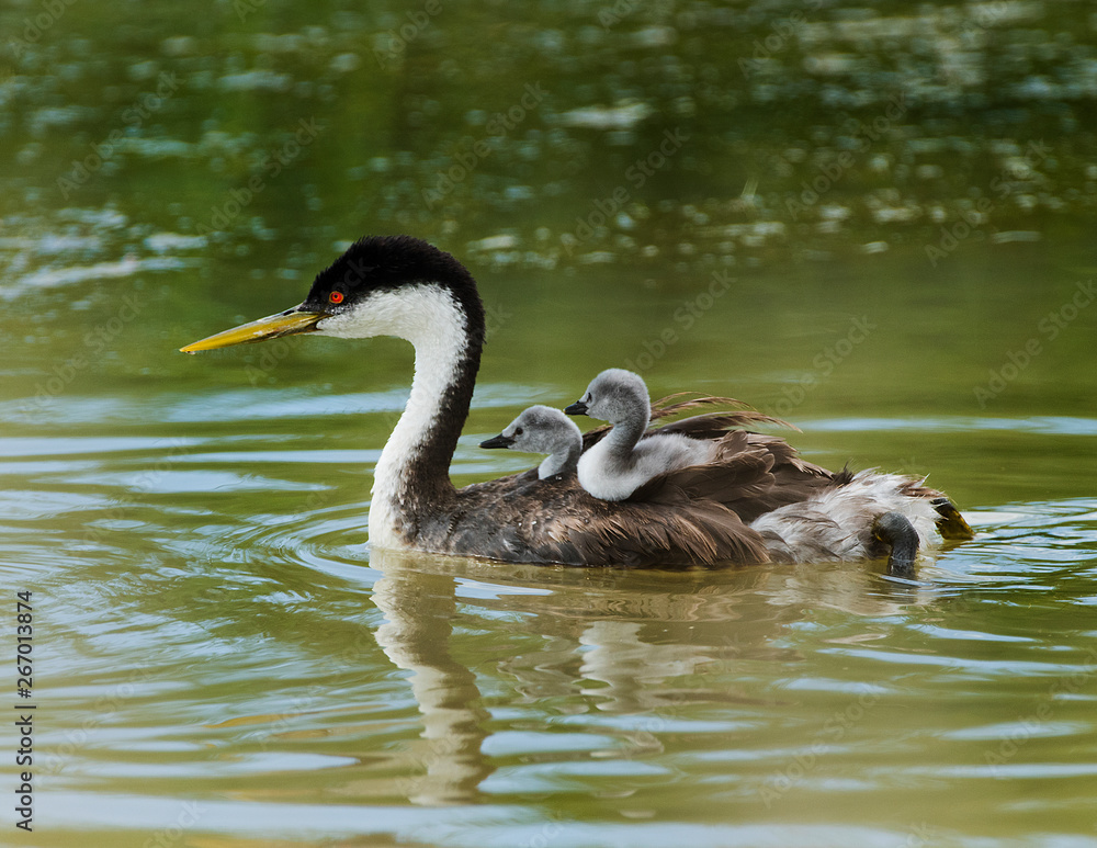 Grebe Grebe