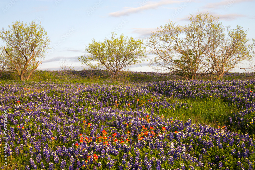 Field of Bluebonnets and Paintbrush, Mach Road, Near Ennis, Texas