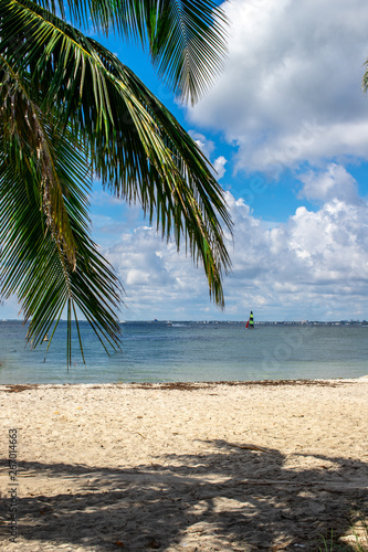 palm tree on the beach