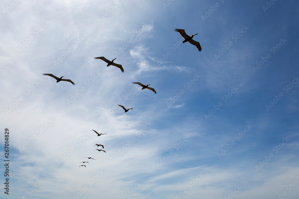 A flock of Pelicans flying against blue sky