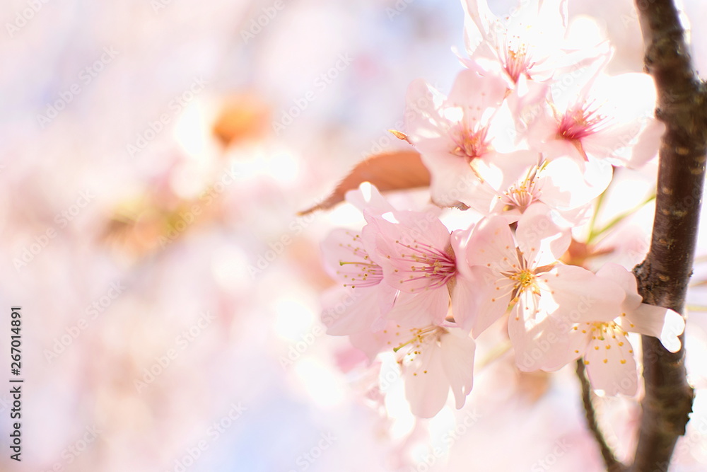 Fototapeta premium 桜の花びら