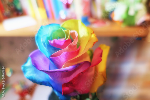 colored rose isolated on out of focus background, multicolored rose petals