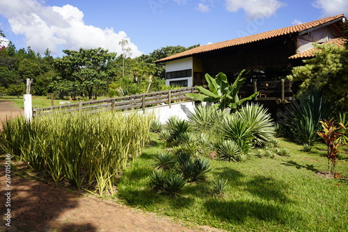 Fototapeta Naklejka Na Ścianę i Meble -  Flowers, trees and plants in Brasilia Botanical Garden in Brazil.