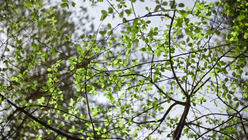rotating camera under the trees with green leaves rotating camera under the trees with green leaves