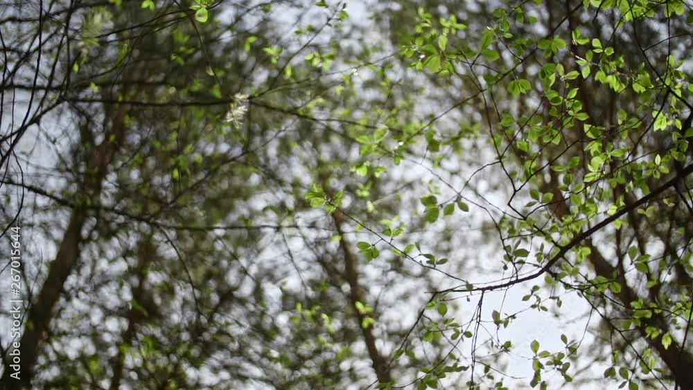 rotating camera under the trees with green leaves rotating camera under the trees with green leaves