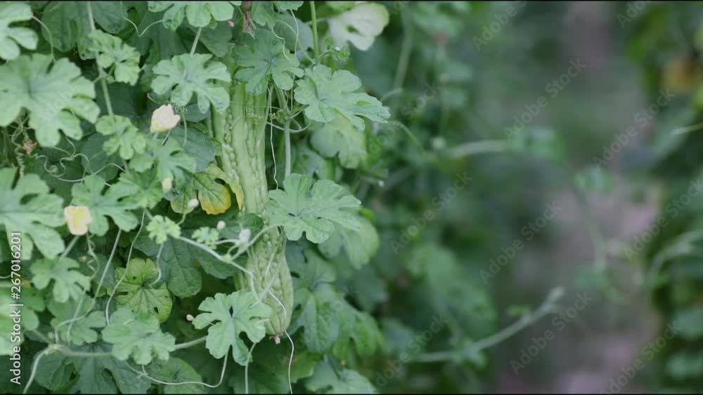 Famer agriculture checking quality of bitter melon or Momordica charantia plant in the organic garden. Famer agriculture checking quality of bitter melon or Momordica charantia plant in the organic garden.