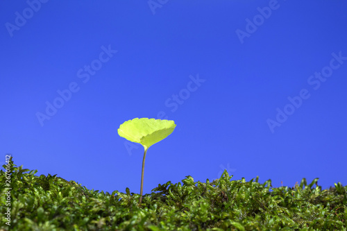 春の野原　新しい芽