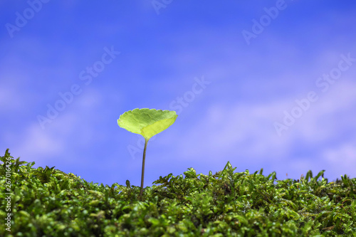 春の野原　新しい芽