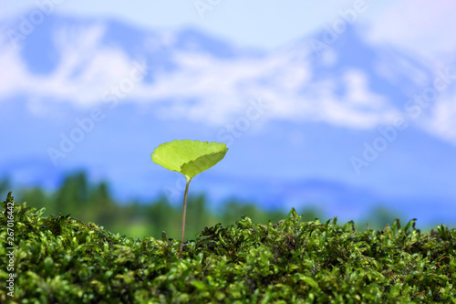 春の野原　新しい芽