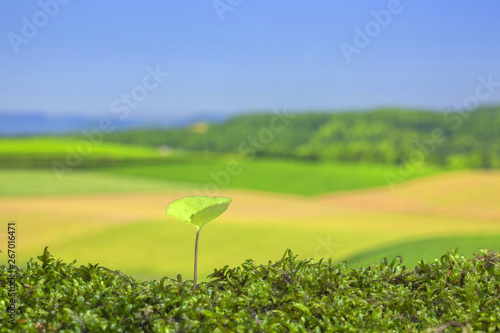 春の野原　新しい芽