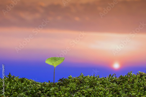 春の野原　新しい芽