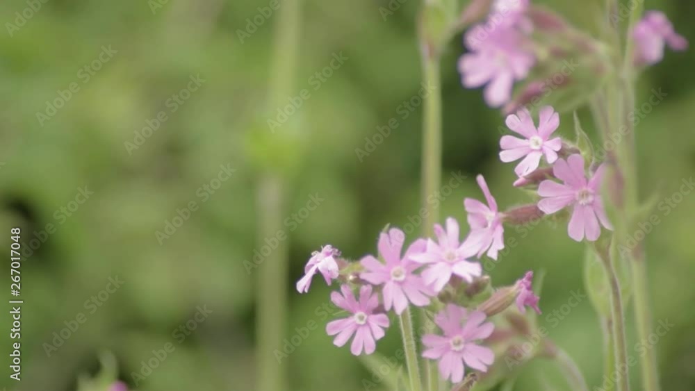 Pretty pink flowers grow in green lush meadow Pretty pink flowers grow in green lush meadow