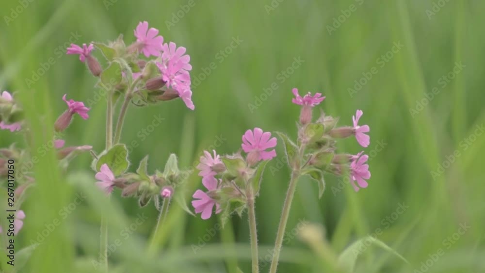 Pretty pink flowers grow in green lush meadow Pretty pink flowers grow in green lush meadow